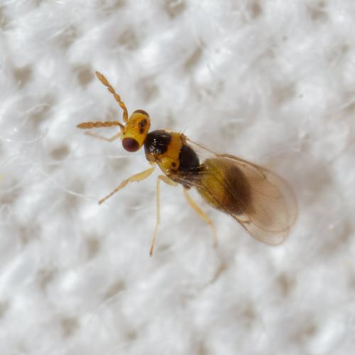 Cirrospilus sp.